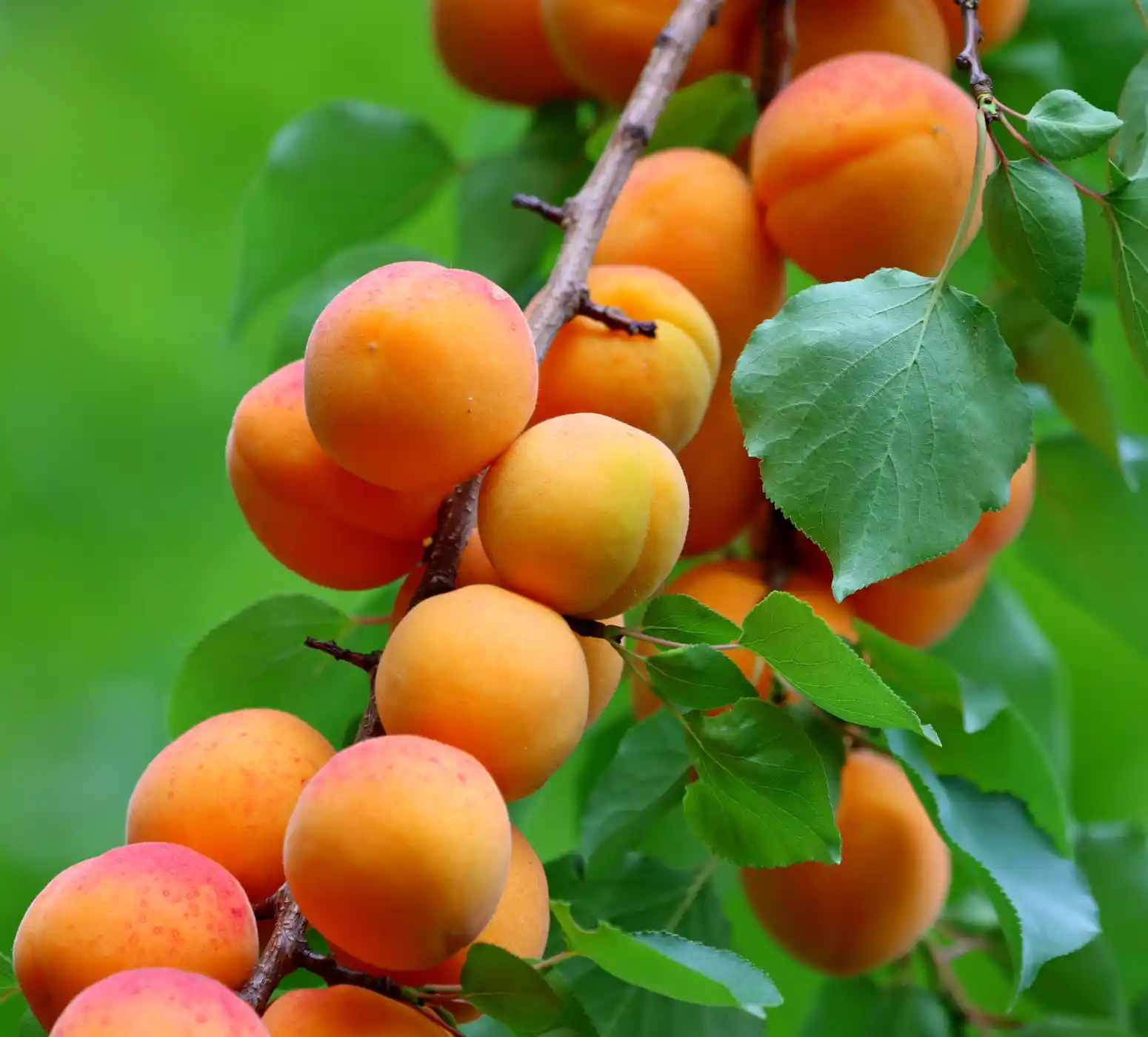 Natural Afghan dried apricots